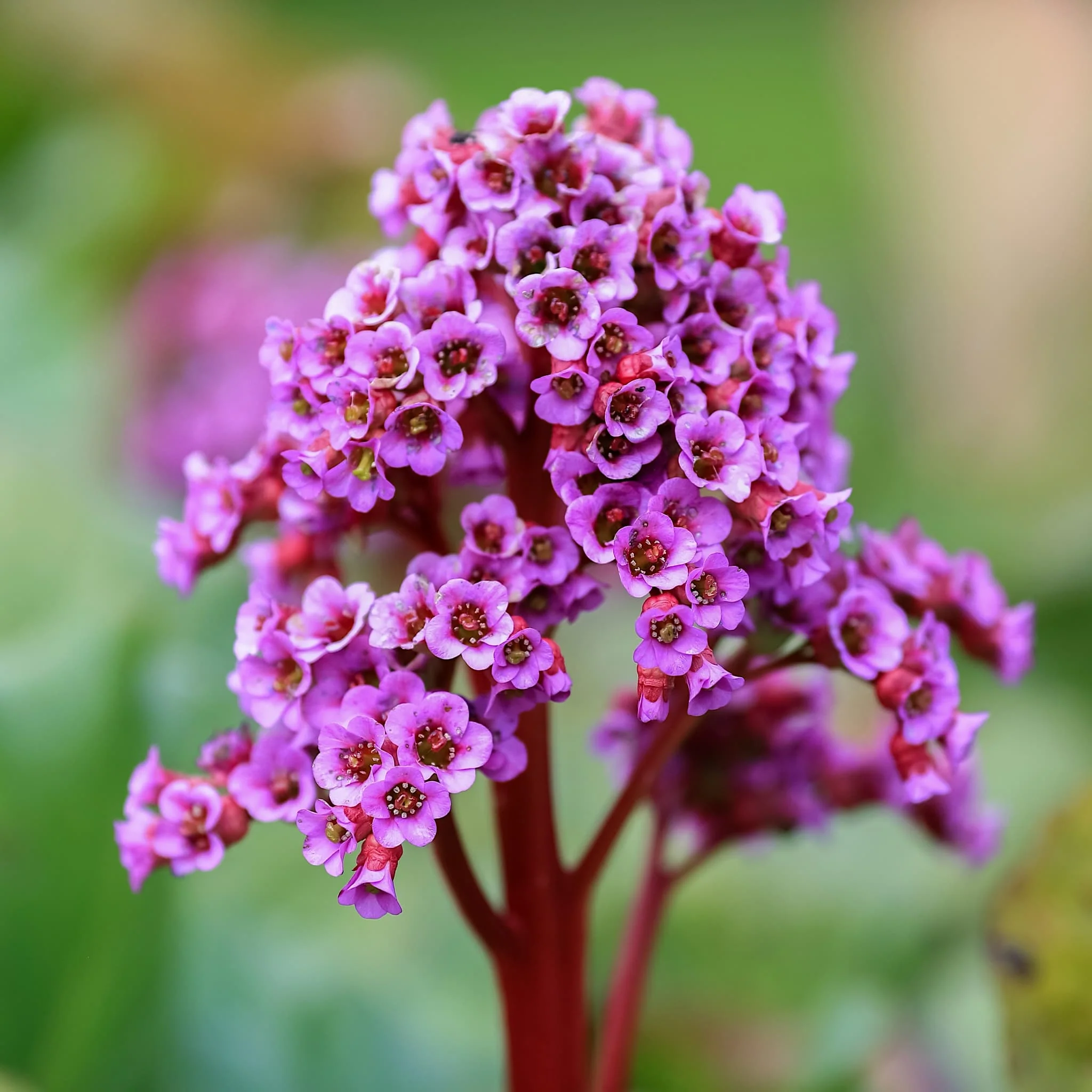 Red Plants