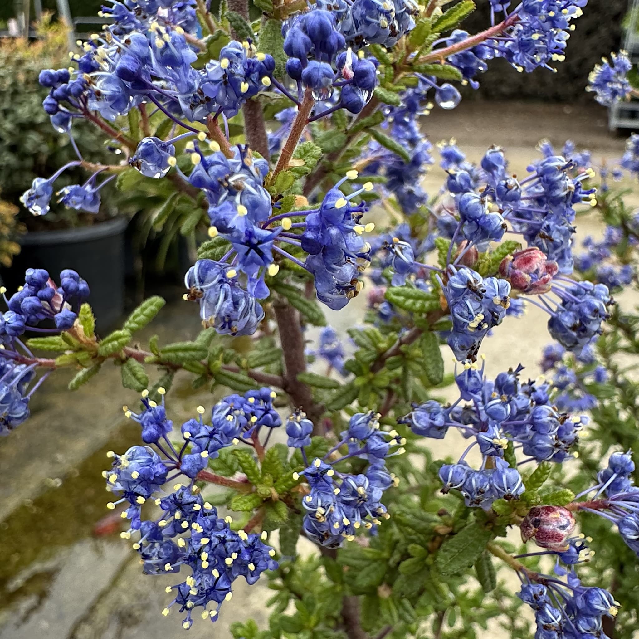 Shrubs
