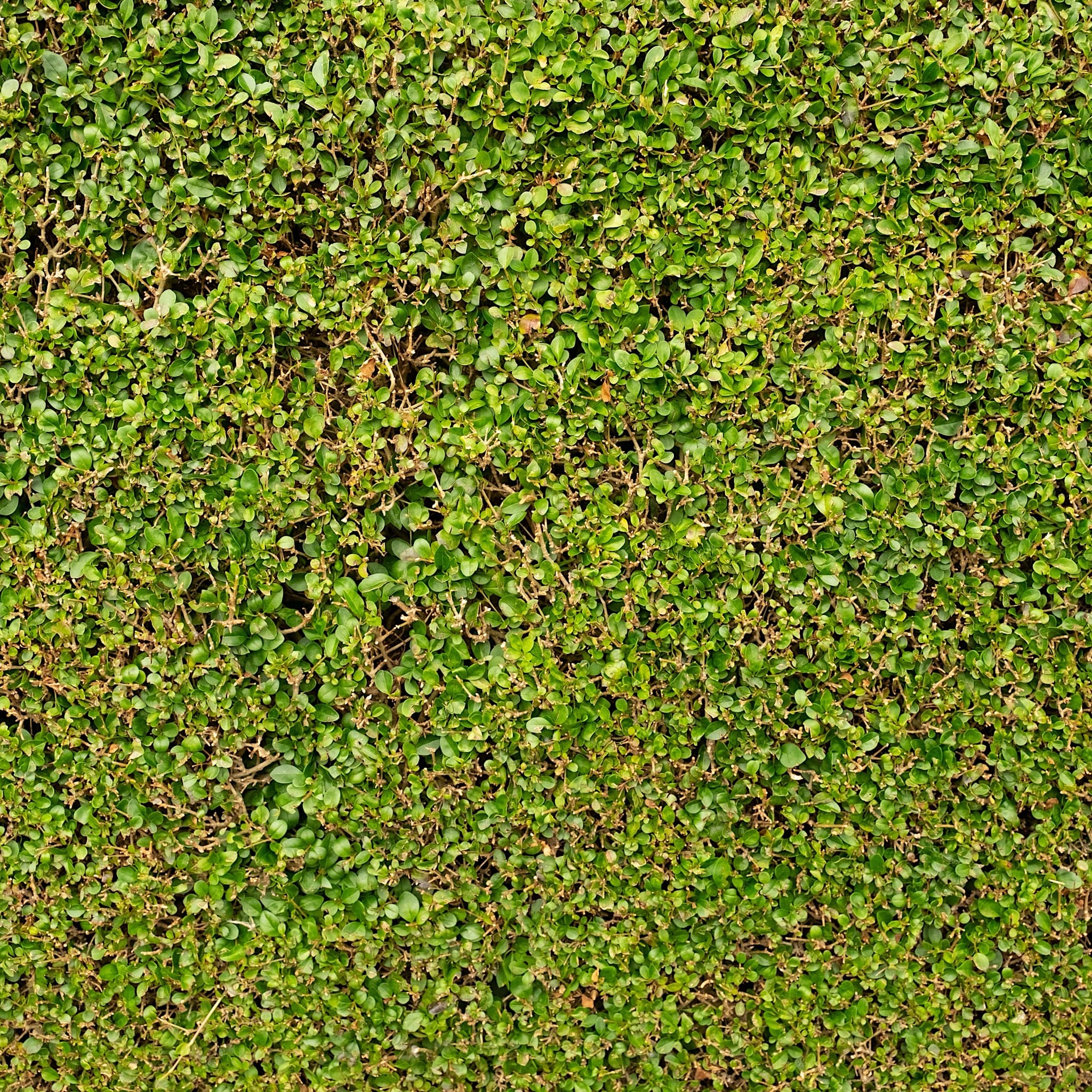 Topiary Hedges