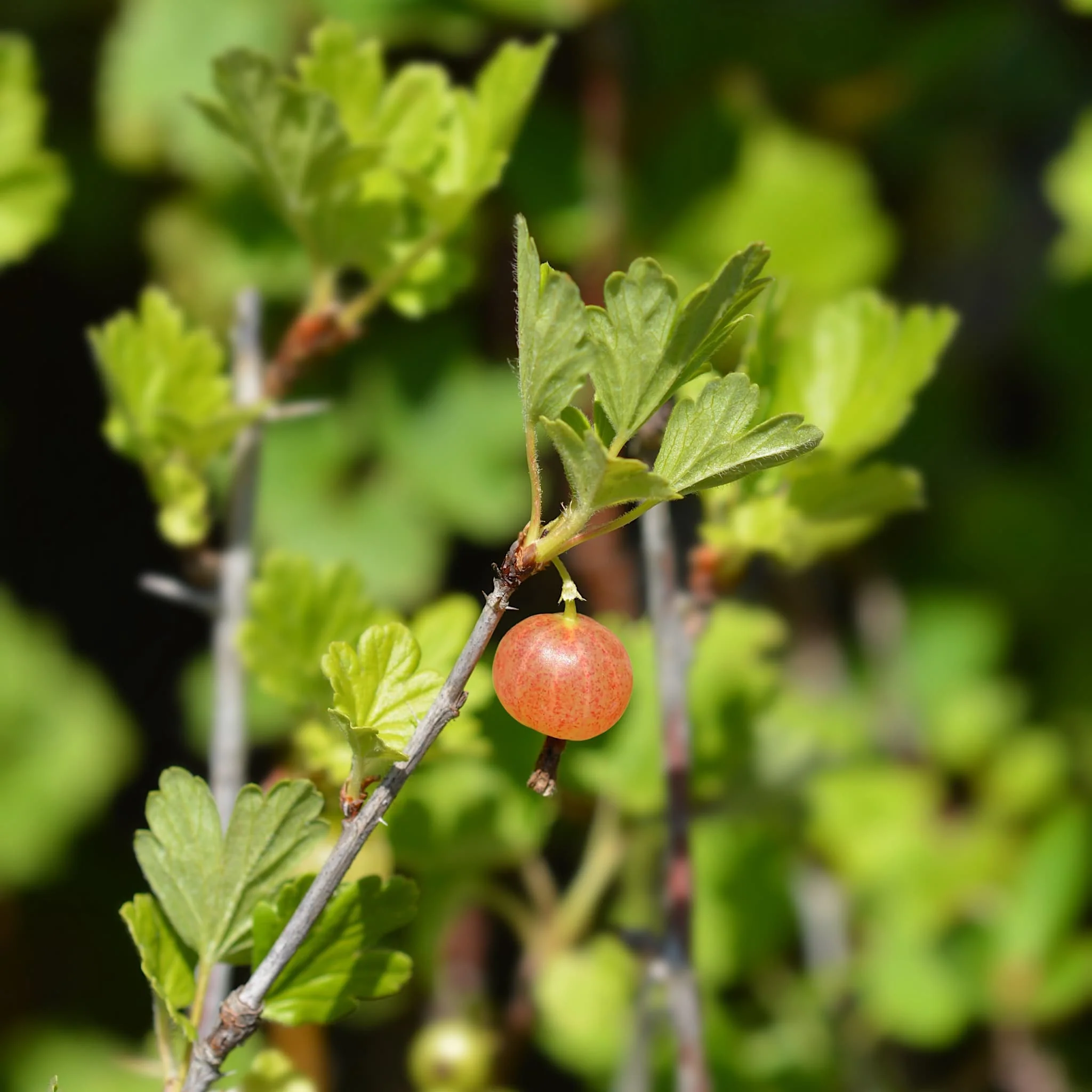 Fruit