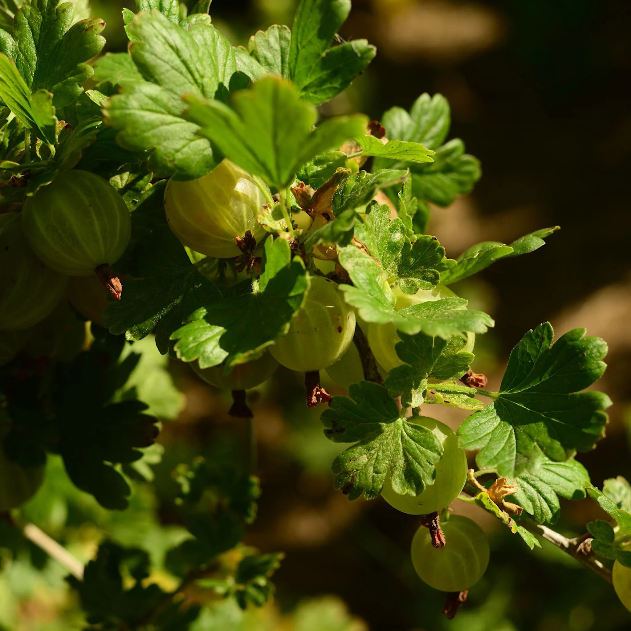 Garden Plants